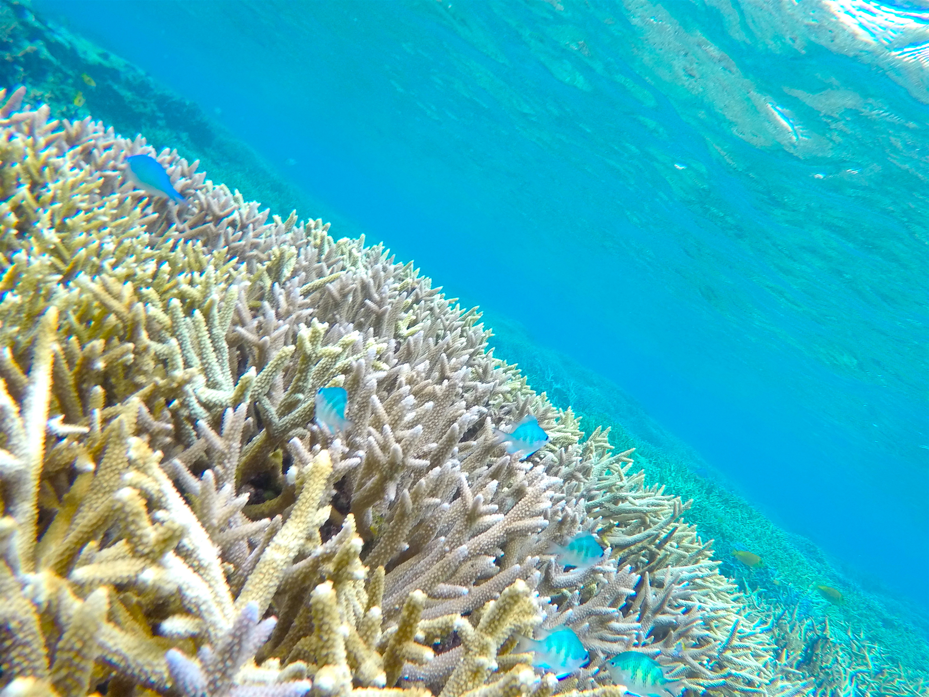 Underwater with a GoPro